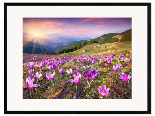 Plakat artystyczny premium w ramie Crocuses in the spring sun