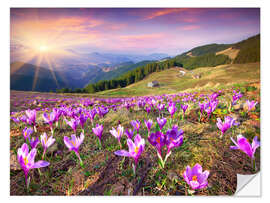 Naklejka na ścianę Crocuses in the spring sun