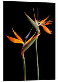 Acrylglas print Strelitzia flowers on black background