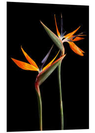 Print på skumplade Strelitzia flowers on black background