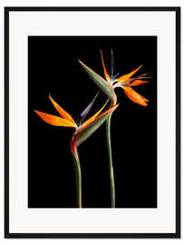 Gerahmter Kunstdruck Strelitzien auf schwarzem Hintergrund