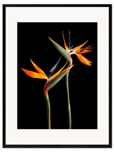 Impressão artística com moldura Strelitzia flowers on black background