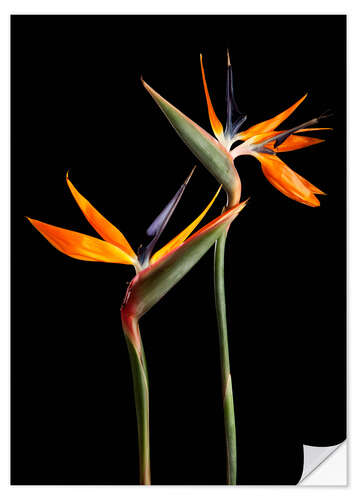 Naklejka na ścianę Strelitzia flowers on black background