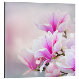 Cuadro de aluminio Magnolia flowers on bokeh background