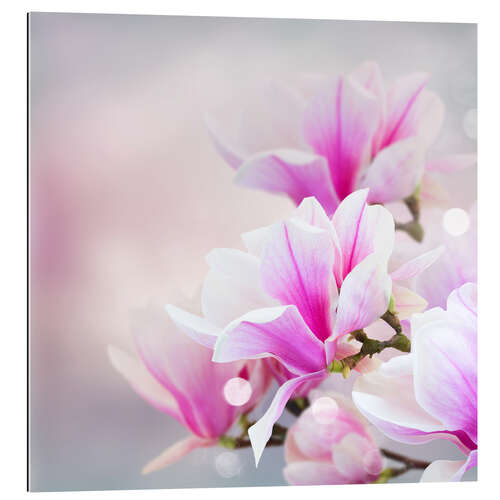 Galleriprint Magnolia flowers on bokeh background