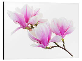 Tableau en aluminium Branche de magnolia