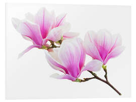 Foam board print Branch of pink magnolia