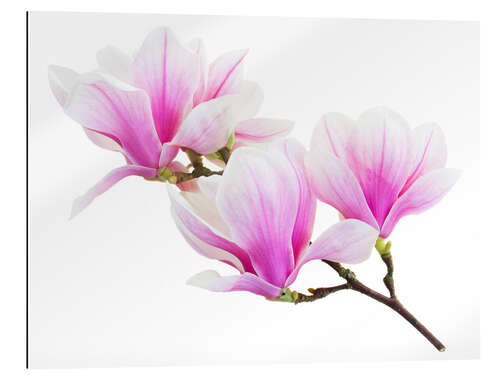 Tableau en plexi-alu Branche de magnolia