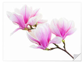 Autocolante decorativo Branch of pink magnolia