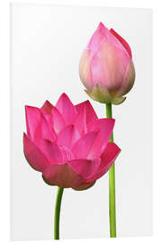 Foam board print Beautiful lotus flowers