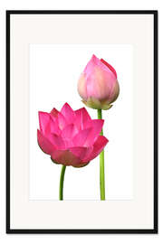 Gerahmter Kunstdruck Schöne Lotosblumen
