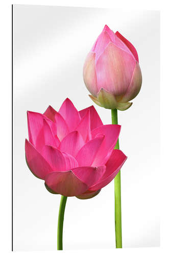 Quadro em plexi-alumínio Beautiful lotus flowers