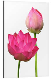 Magnettafel Schöne Lotosblumen