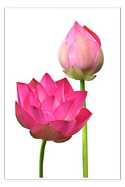 Poster Beautiful lotus flowers