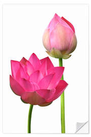 Sticker mural Beautiful lotus flowers