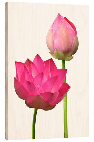 Tableau en bois Beautiful lotus flowers