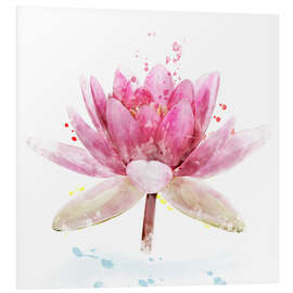 Foam board print Pink Waterlily Flower