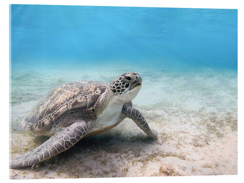 Akrylbilde Green sea turtle