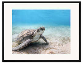 Gerahmter Kunstdruck Suppenschildkröte