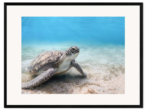 Ingelijste kunstdruk Green sea turtle