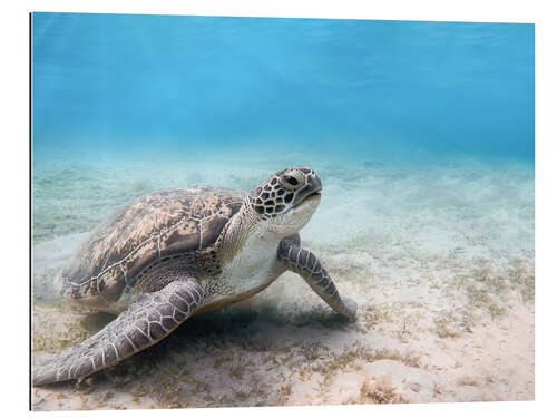 Galleriprint Green sea turtle