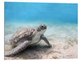 Gallery print Green sea turtle