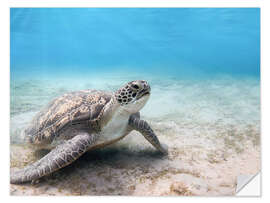 Selvklebende plakat Green sea turtle