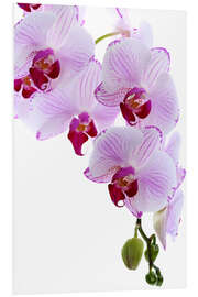 Foam board print Orchid branch