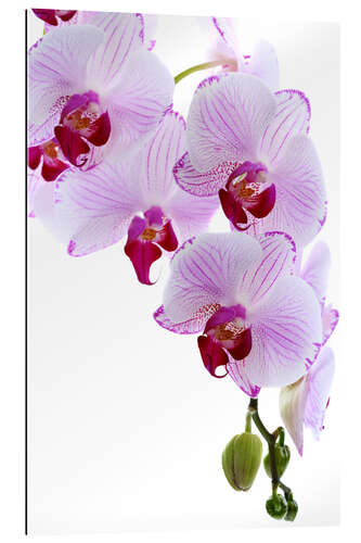 Quadro em plexi-alumínio Orchid branch