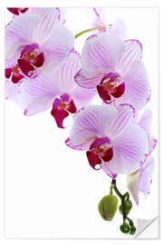 Wandsticker Orchideenzweig