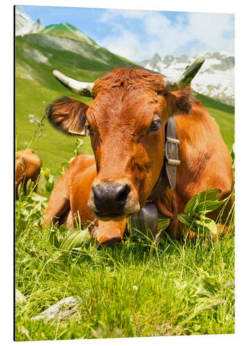 Aluminium print Cow with bell on Mountain Pasture