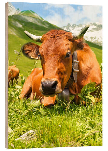 Wood print Cow with bell on Mountain Pasture