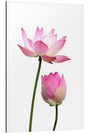 Tableau en aluminium Fleurs de lotus