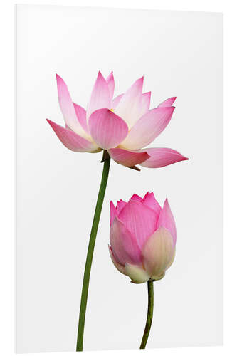 Foam board print Lotus flowers