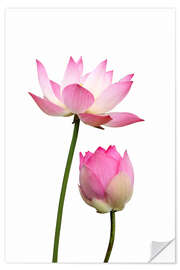 Wall sticker Lotus flowers