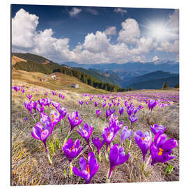 Cuadro de aluminio Crocuses in a mountain landscape