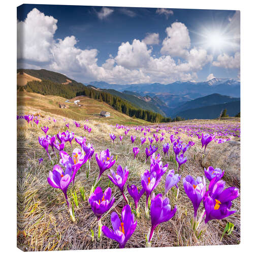 Leinwandbild Krokusse in einer Berglandschaft