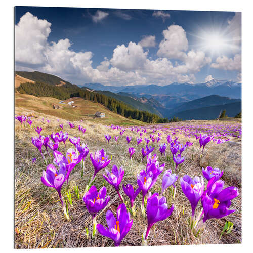 Cuadro de plexi-alu Crocuses in a mountain landscape