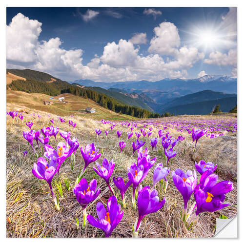 Wall sticker Crocuses in a mountain landscape