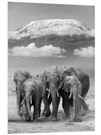 Foam board print Elephant herd at Kilimanjaro