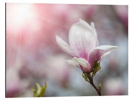 Alubild Magnolie im Sonnenlicht