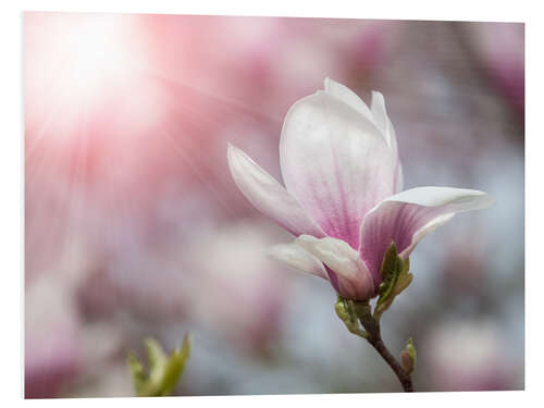 Foam board print Magnolia flower in sunlight