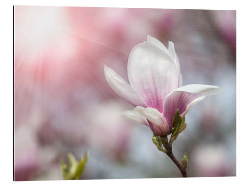 Gallery print Magnolia flower in sunlight