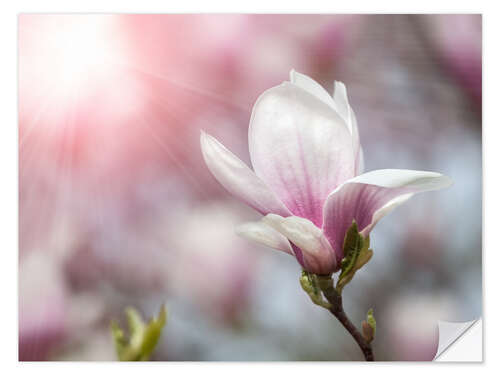 Vinilo para la pared Magnolia a la luz del sol