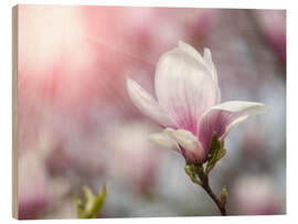 Wood print Magnolia flower in sunlight