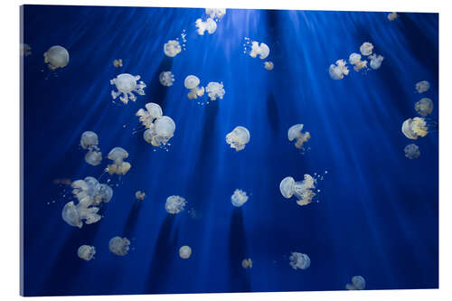 Acrylglas print Medusa jellyfish underwater