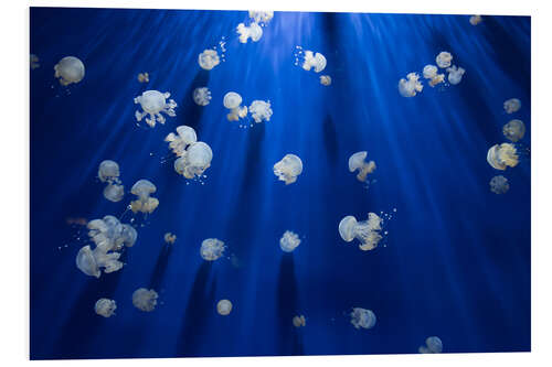 Cuadro de PVC Medusa jellyfish underwater