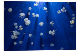 Magnettafel Weiße Quallen unter Wasser