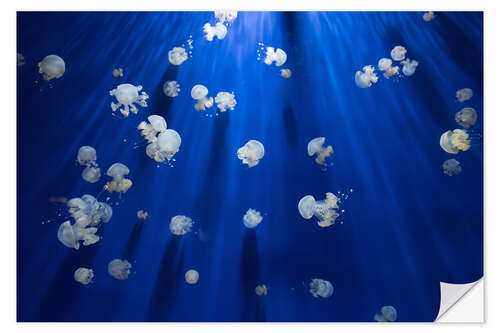 Wall sticker Medusa jellyfish underwater