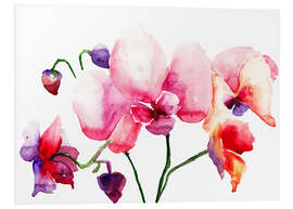 Foam board print Pink orchids